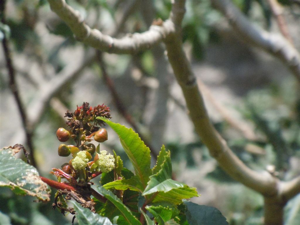 Arbusti - Ricinus communis